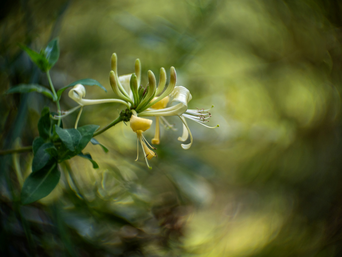 Wald-Geisblatt