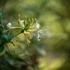 Wald-Geisblatt