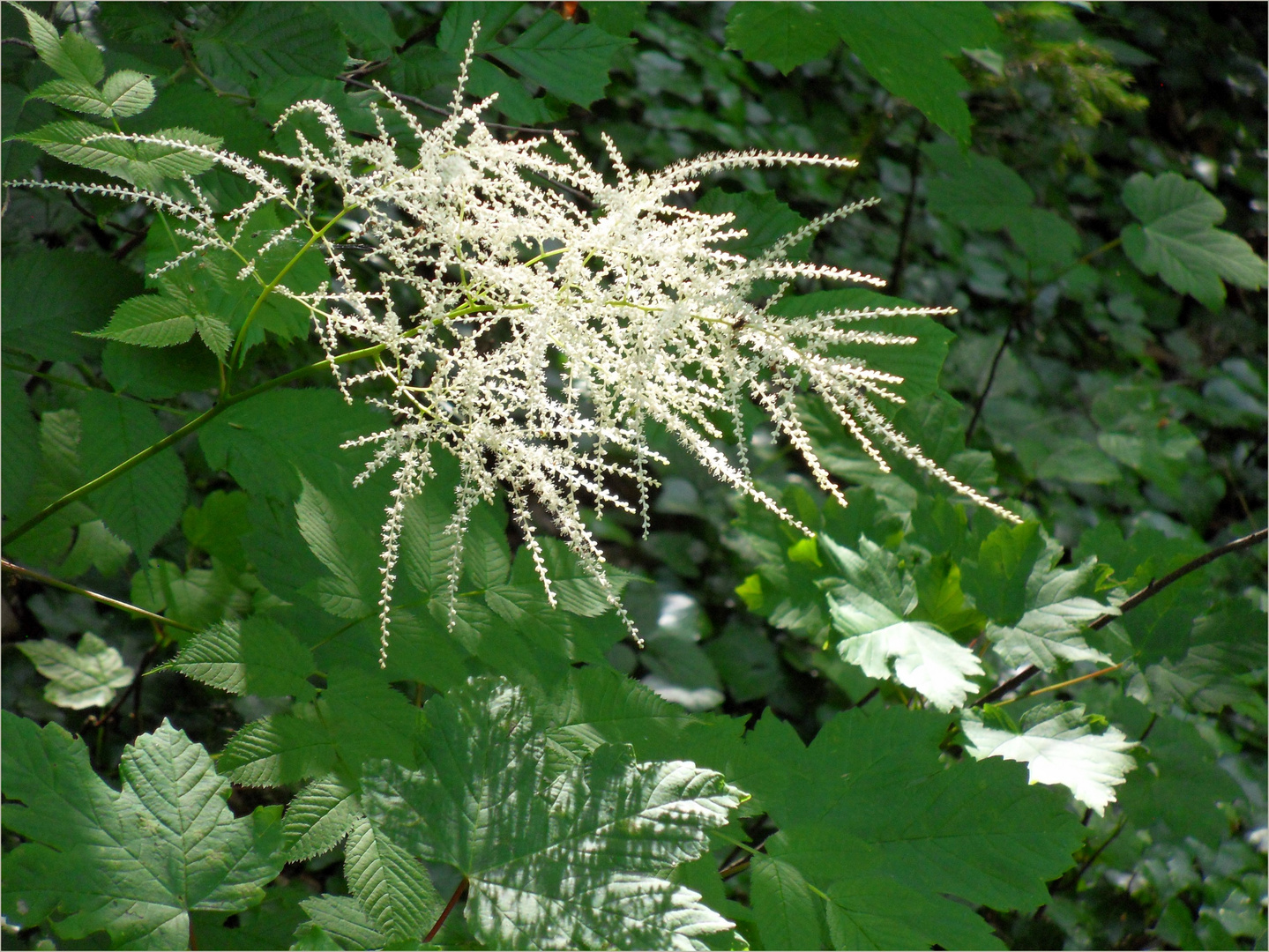 Wald-Geißbart