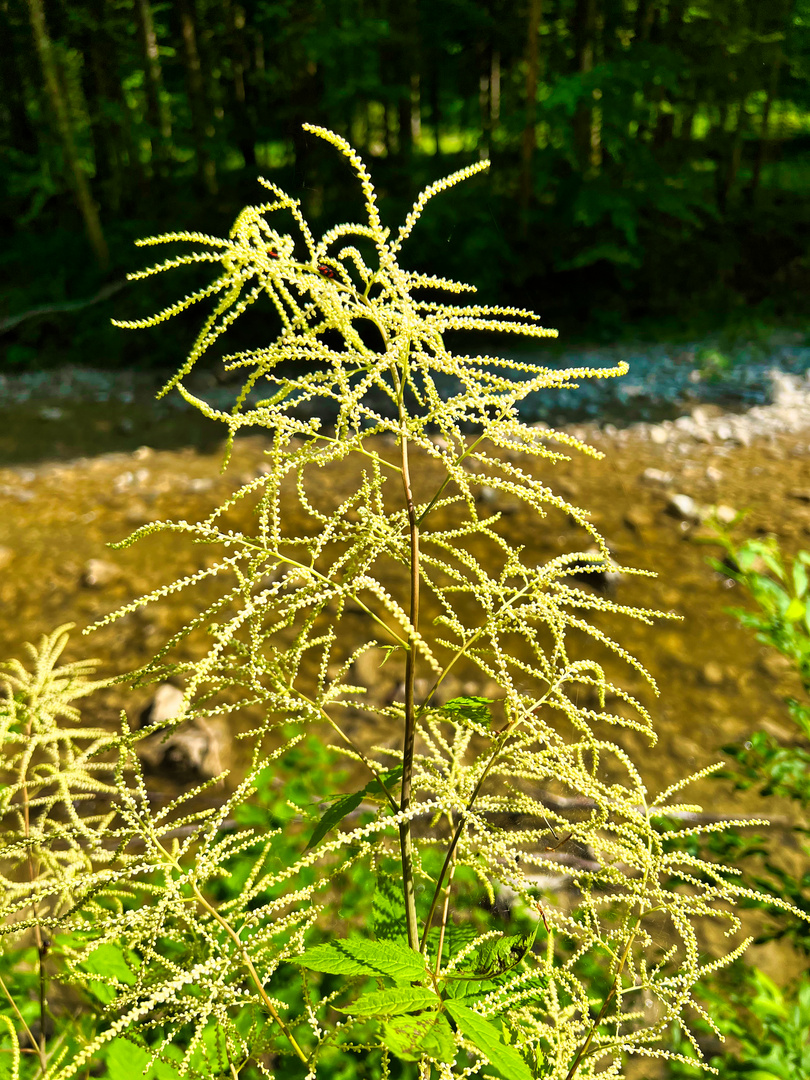 Wald-Geißbart