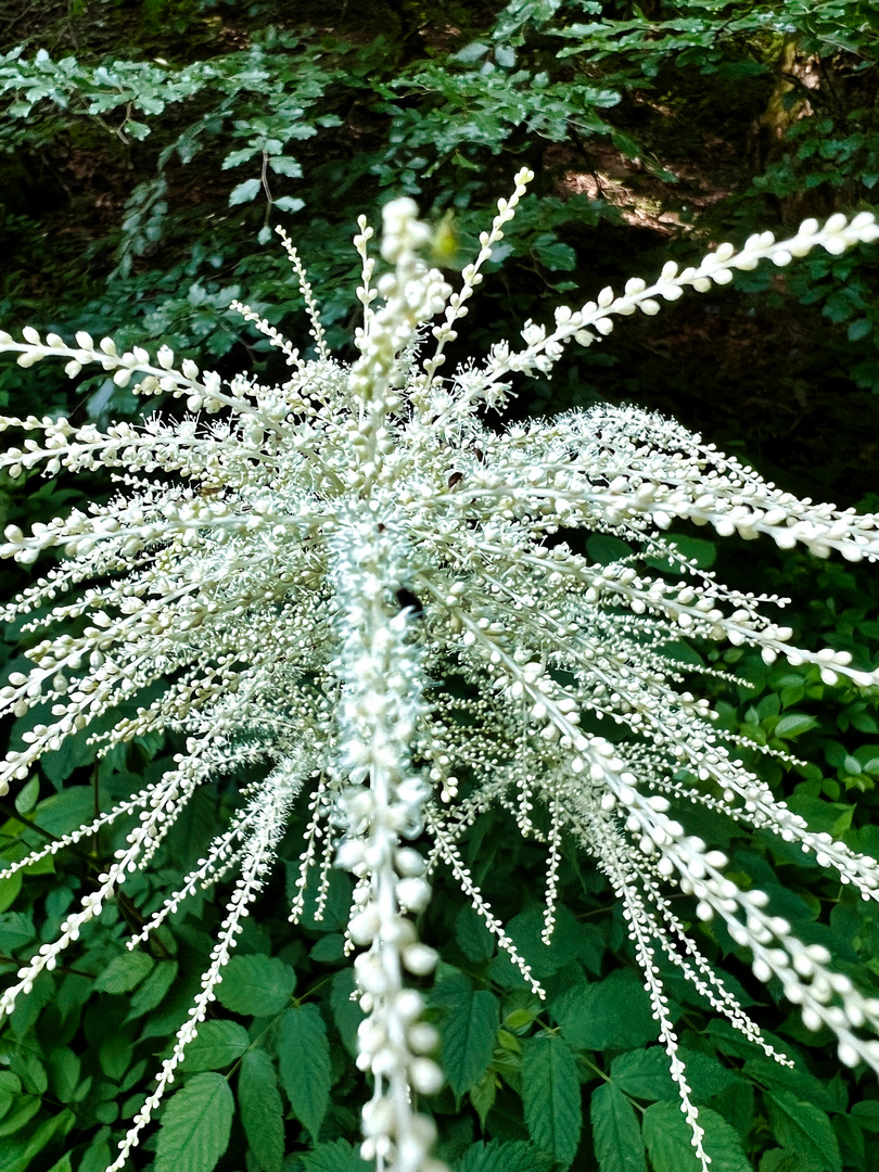  Wald-Geißbart (Aruncus dioicus)