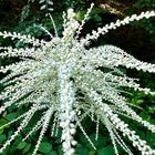  Wald-Geißbart (Aruncus dioicus)
