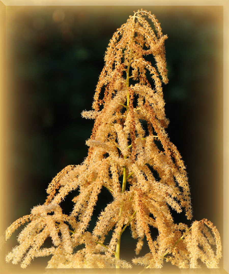 Wald-Geißbart (aruncus sylvestris) im Verblühen