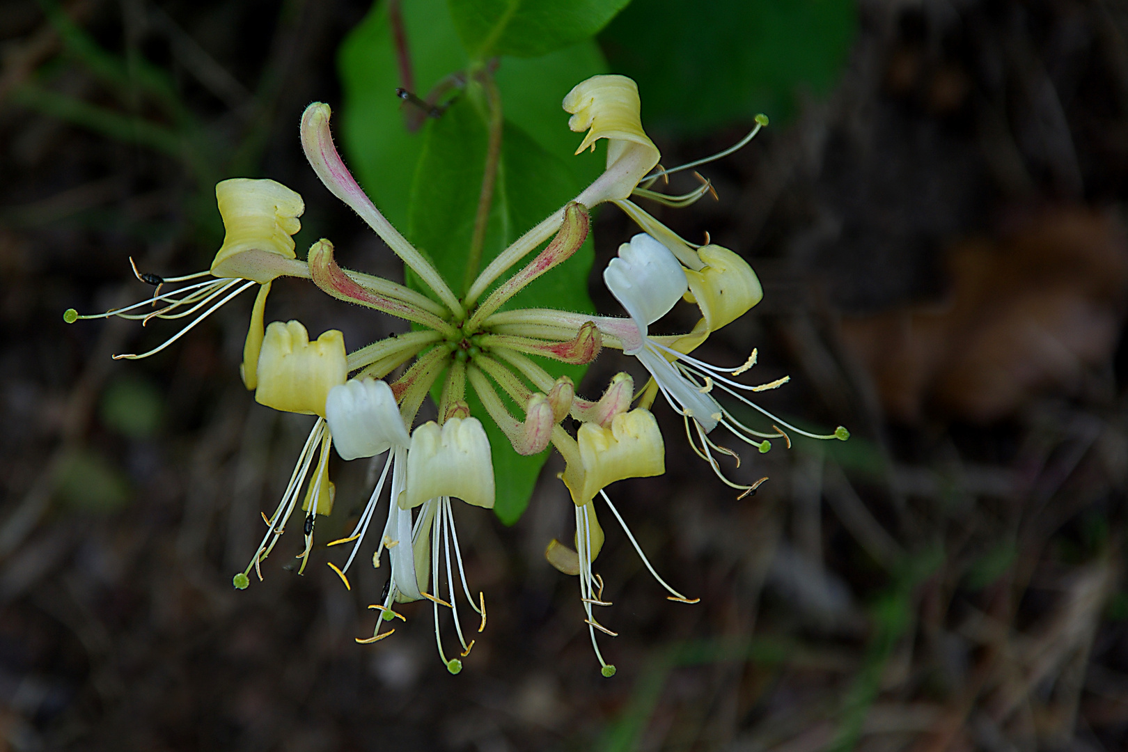 Wald-Geißblatt (2)