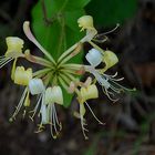 Wald-Geißblatt (2)