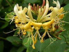 Wald-Geißblatt