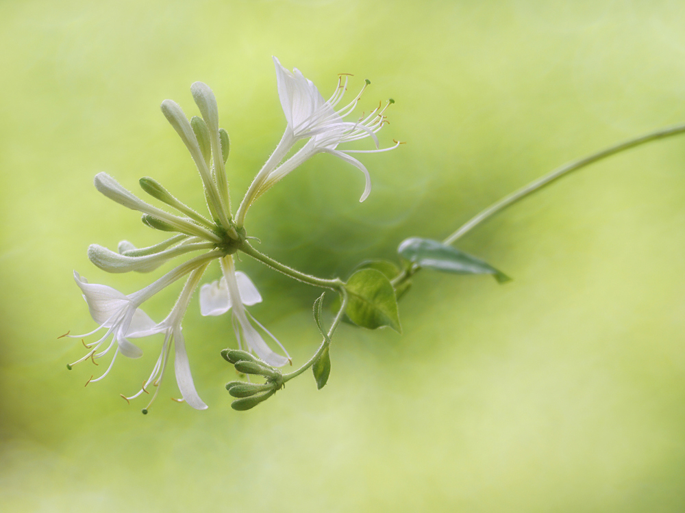 Wald-Geißblatt