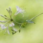 Wald-Geißblatt