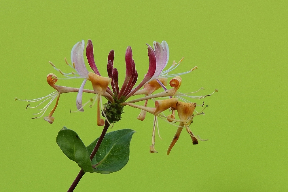 Wald Geißblatt 