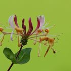 Wald Geißblatt 