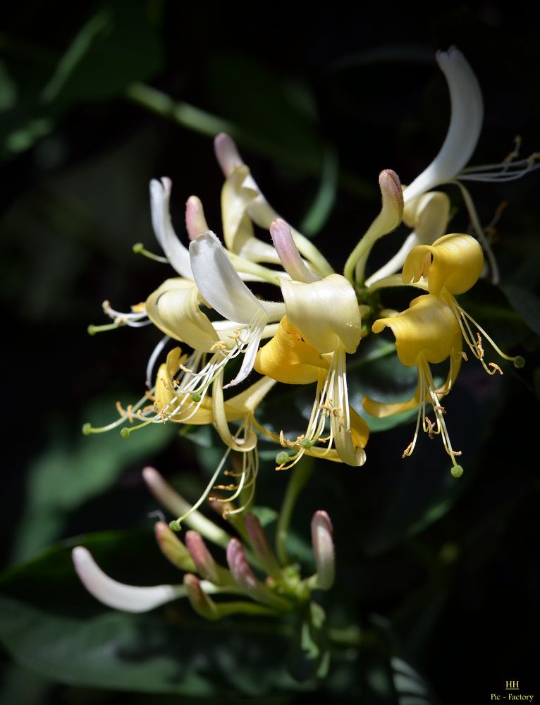 Wald-Geißblatt