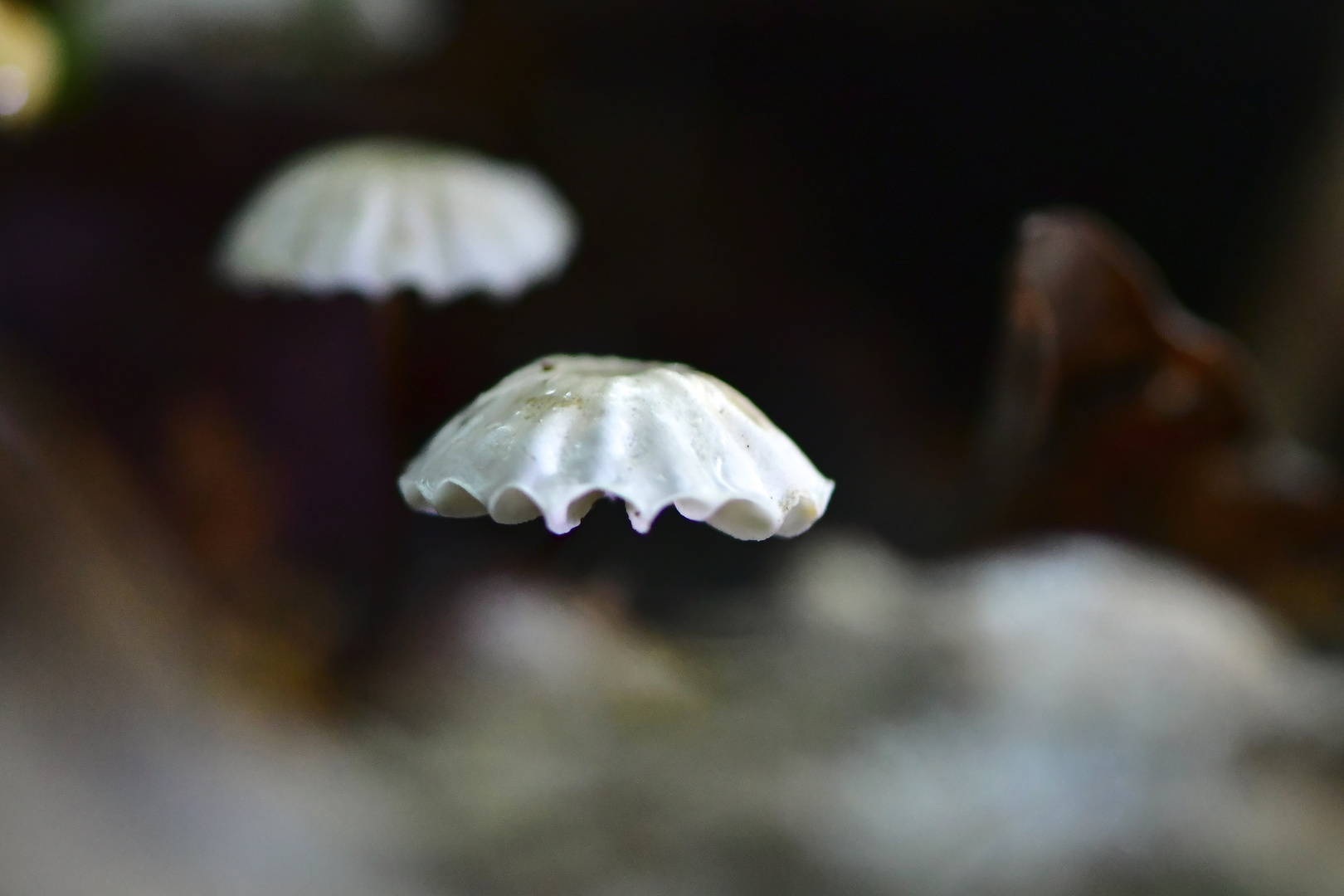 Wald - Geisterchen