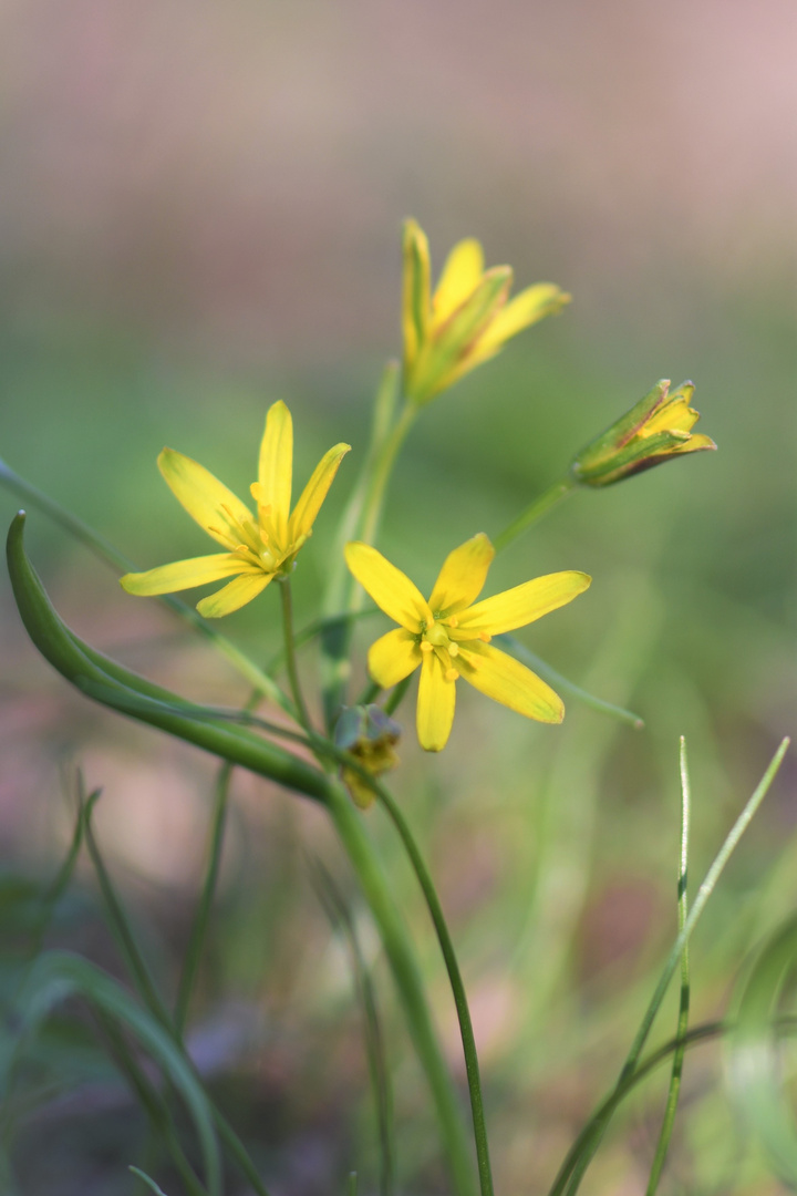 Wald-Gelbstern (Gagea lutea)