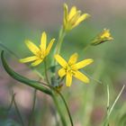 Wald-Gelbstern (Gagea lutea)