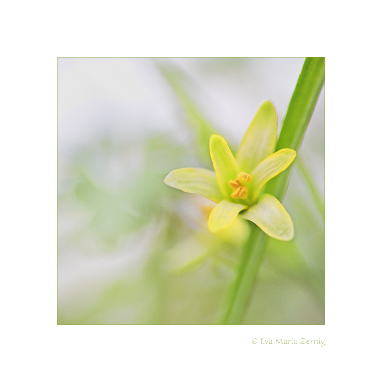 Wald-Gelbstern (Gagea lutea)