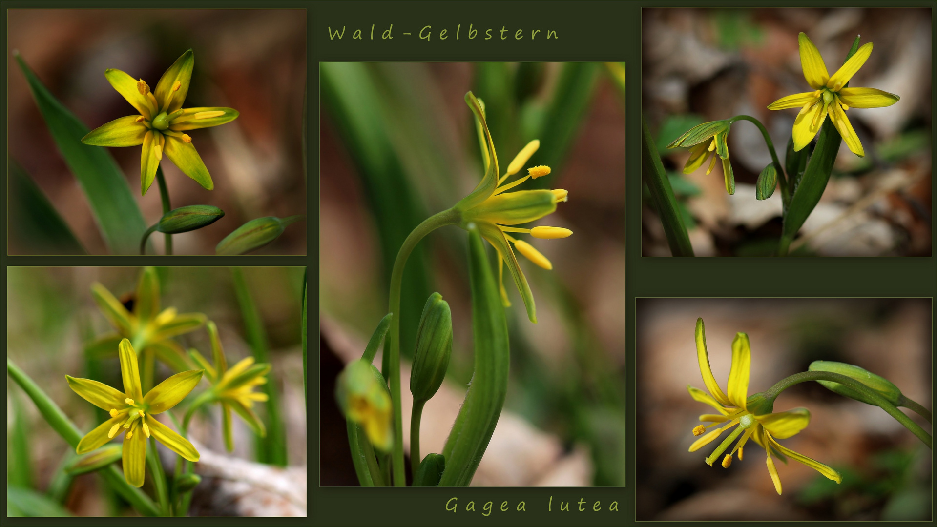 Wald-Gelbstern (Gagea lutea).