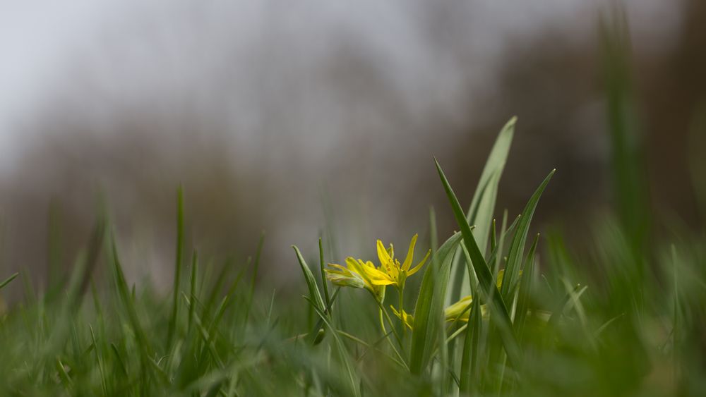 Wald-Gelbstern_(Gagea lutea)