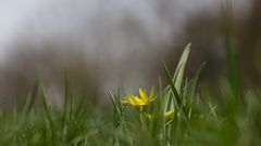 Wald-Gelbstern_(Gagea lutea)