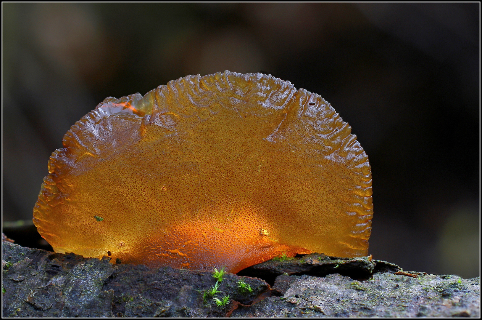 wald -gelee