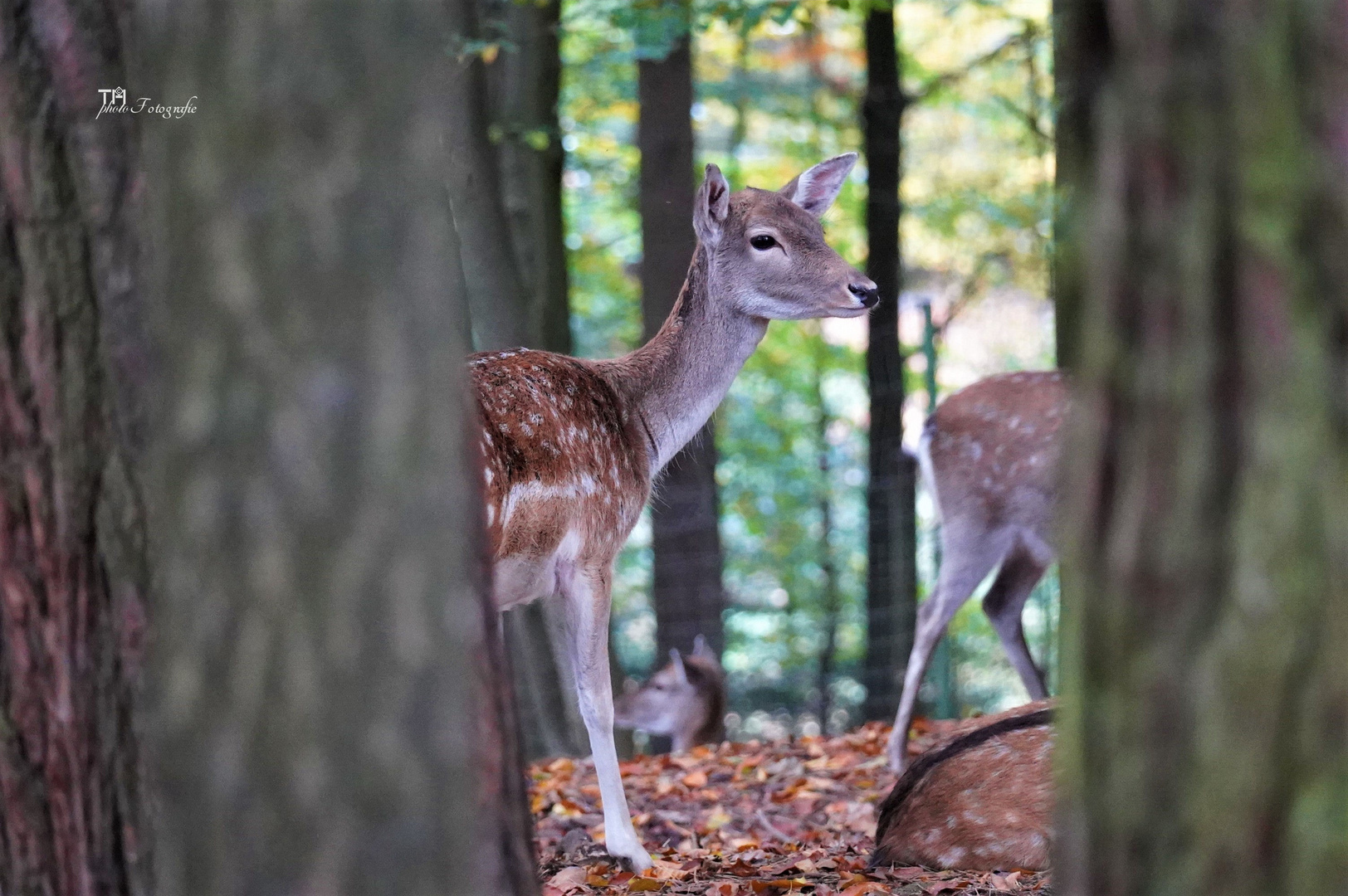 Wald geschehen