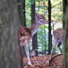 Wald geschehen