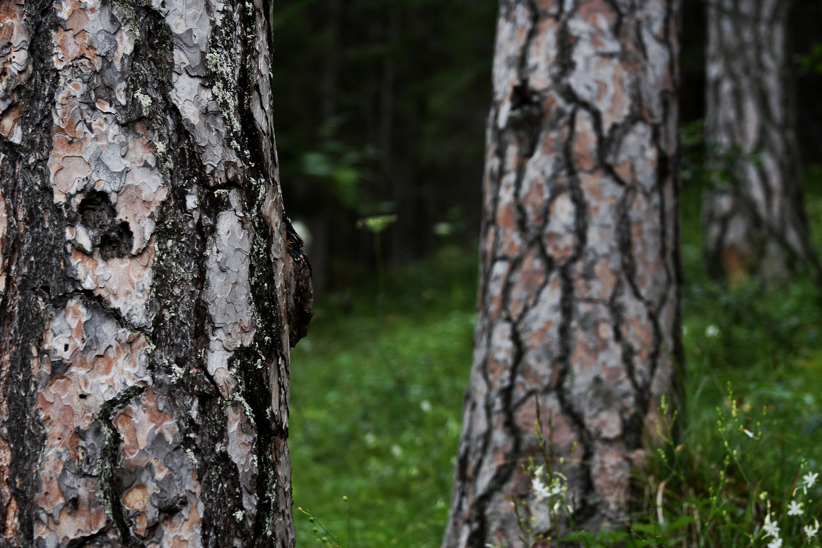 Wald-Geschichten / Lechtal