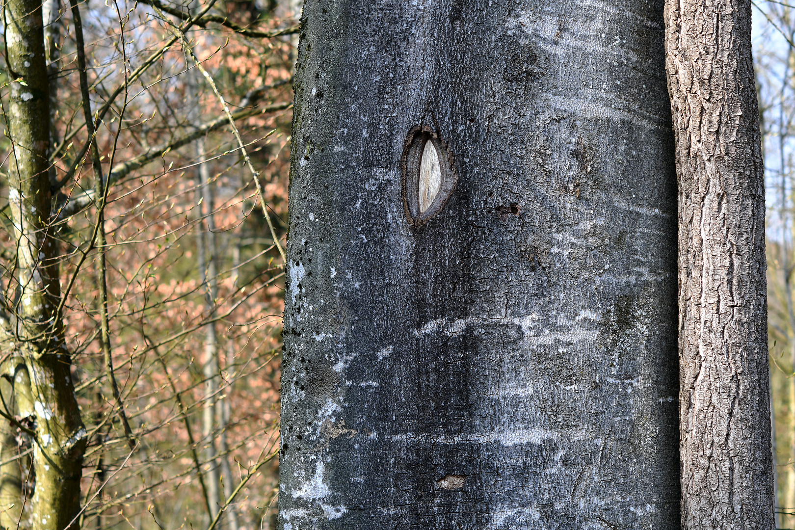 Wald-Geschichten / Wassermer Wald