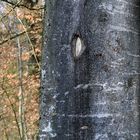 Wald-Geschichten / Wassermer Wald