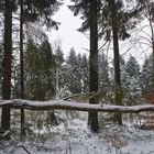 Wald geschlossen