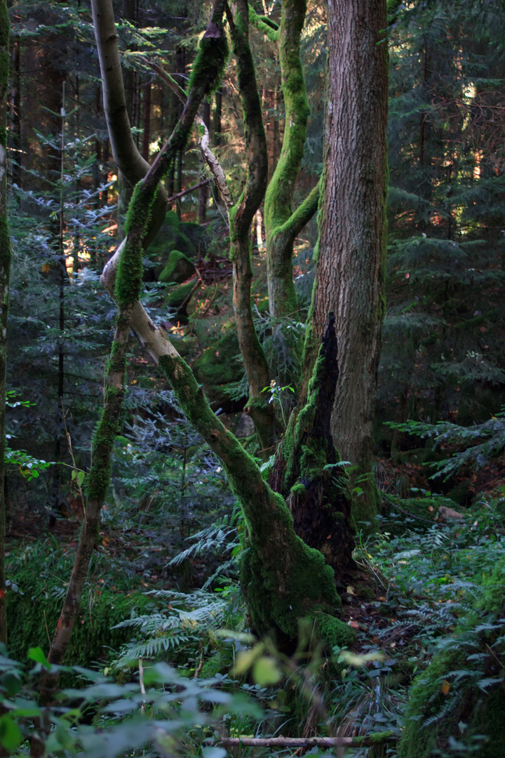 Wald-Geschmeide