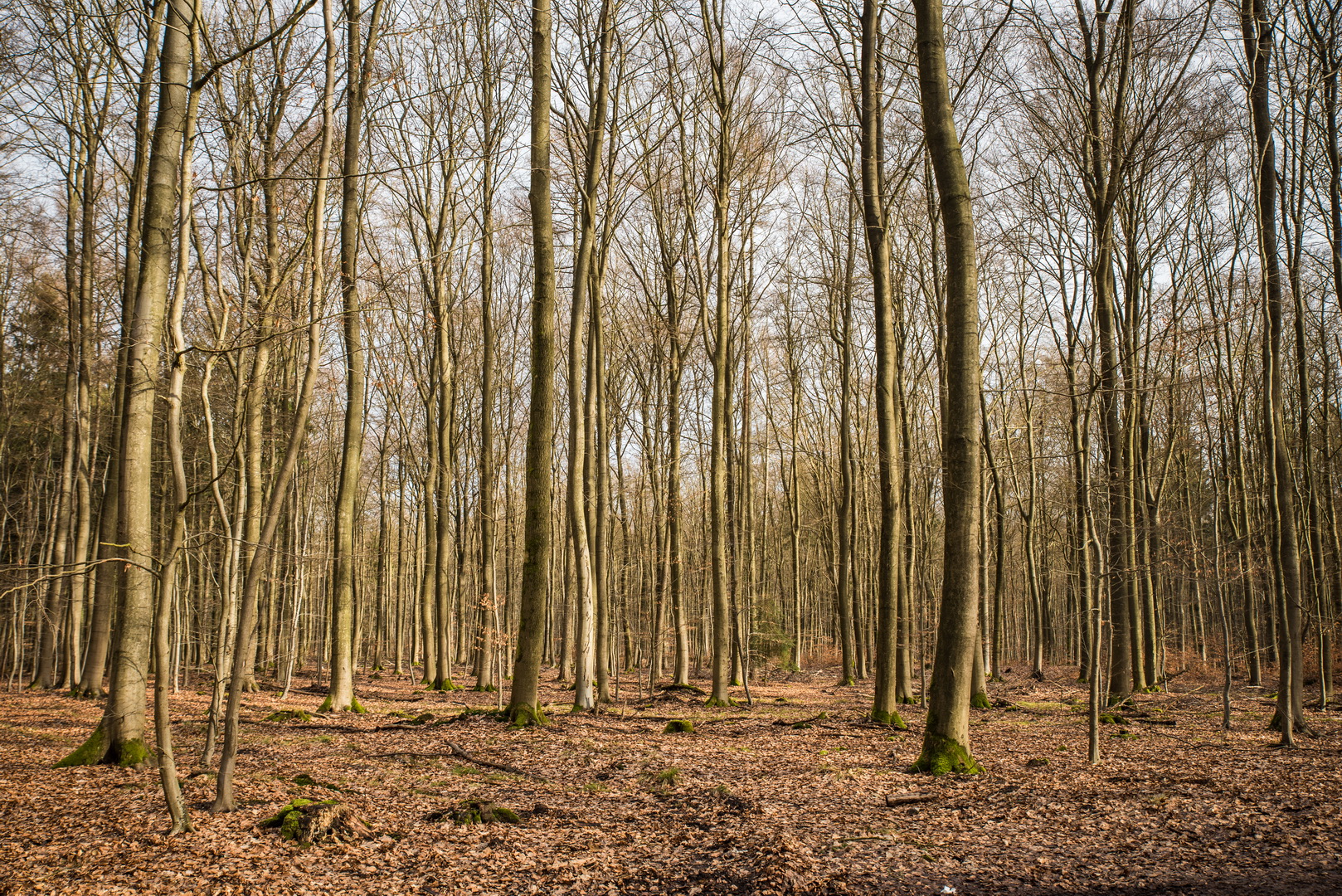 Wald gesucht