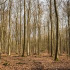 Wald gesucht