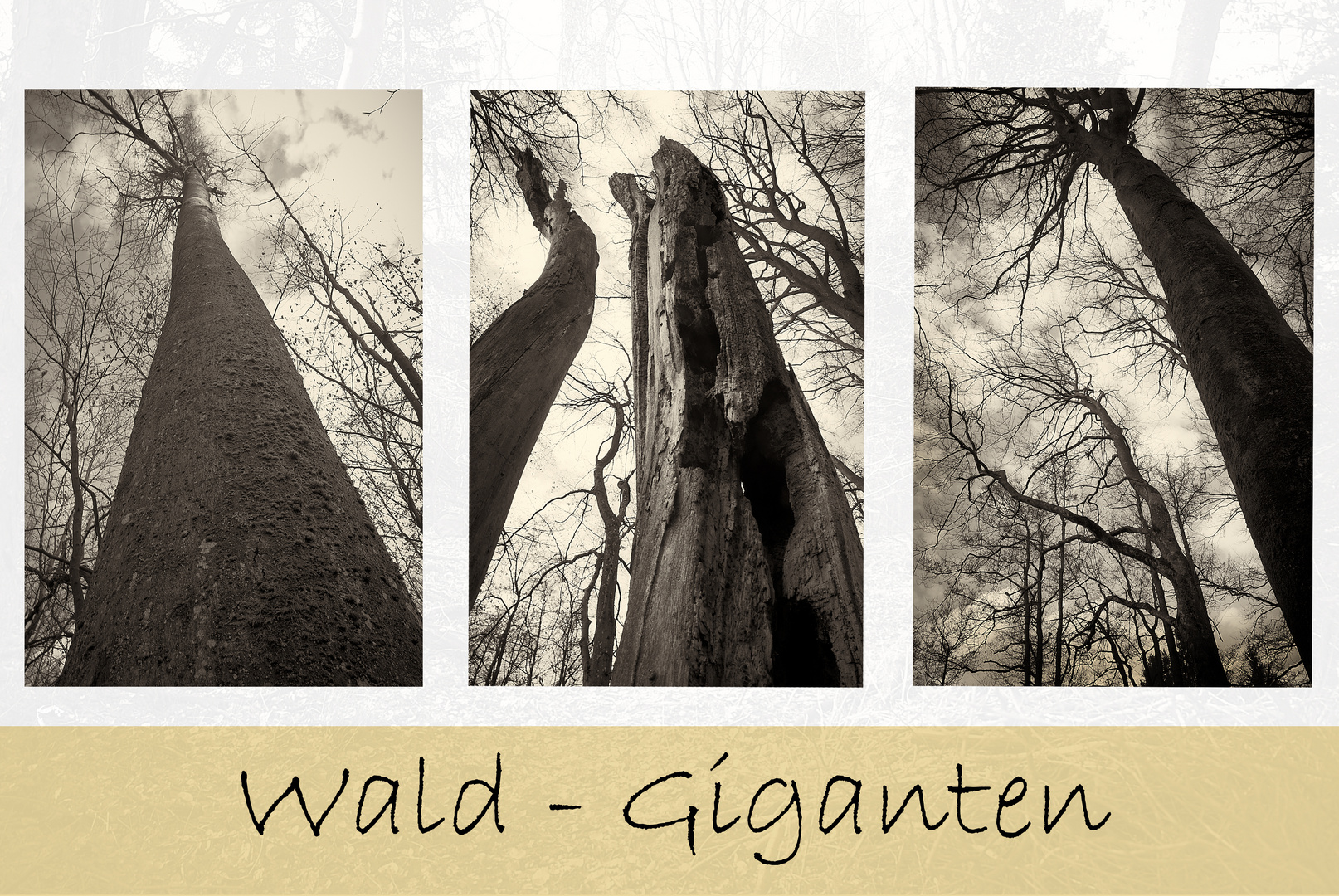 Wald Giganten