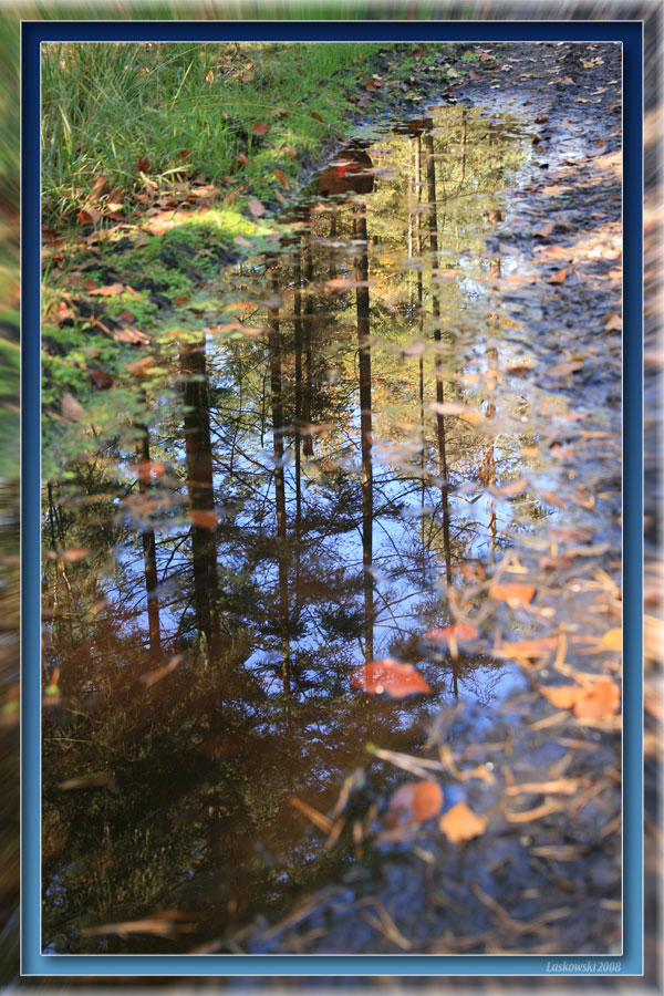 Wald-glanz