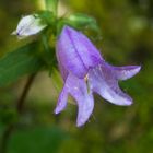 Wald-Glockenblume