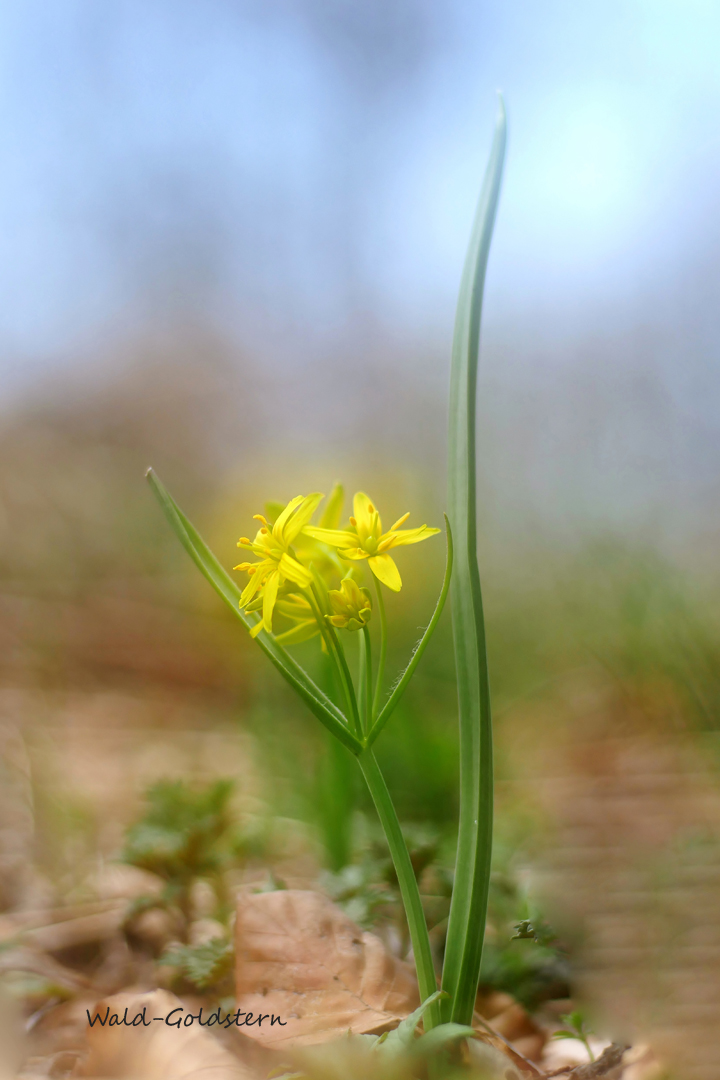 Wald-Goldstern