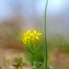 Wald-Goldstern