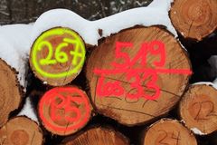 Wald Grafitti 267, 519, P.5