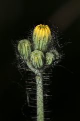 Wald-Habichtskraut (Hieracium sylvaticum)