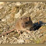 Wald-Haus-oder Feldmaus oder doch eine Ratte? Lösung: Es ist eine junge Ratte, dank an O.W. Mayer