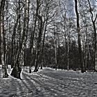 Wald HDR