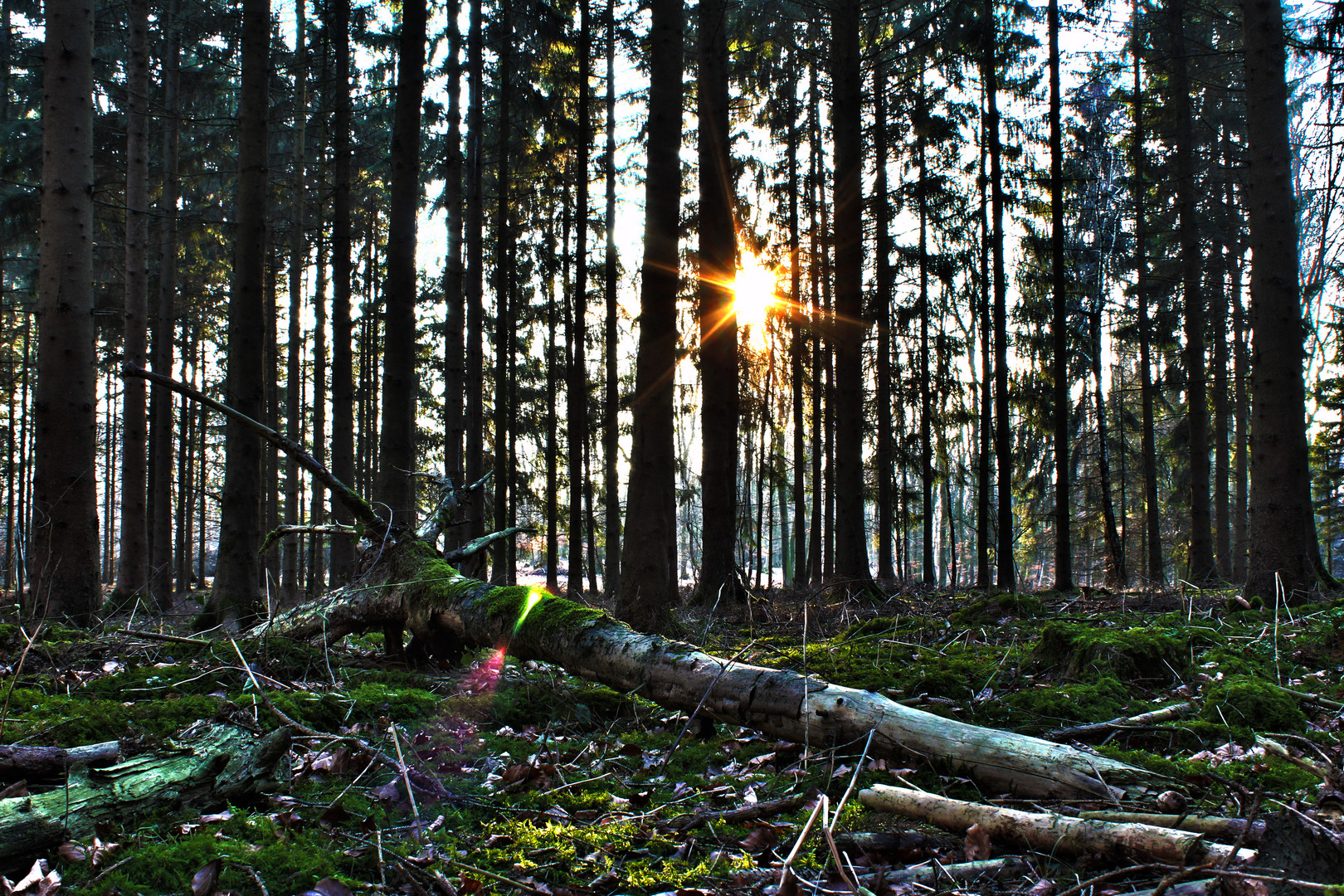 Wald HDR