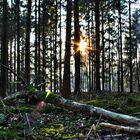 Wald HDR