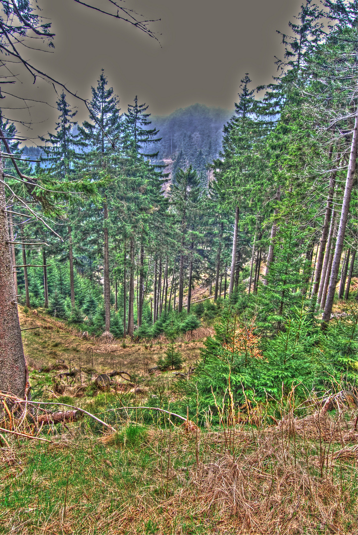 Wald (HDR)