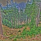 Wald (HDR)