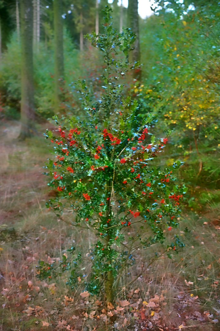 Wald HDR und Filter