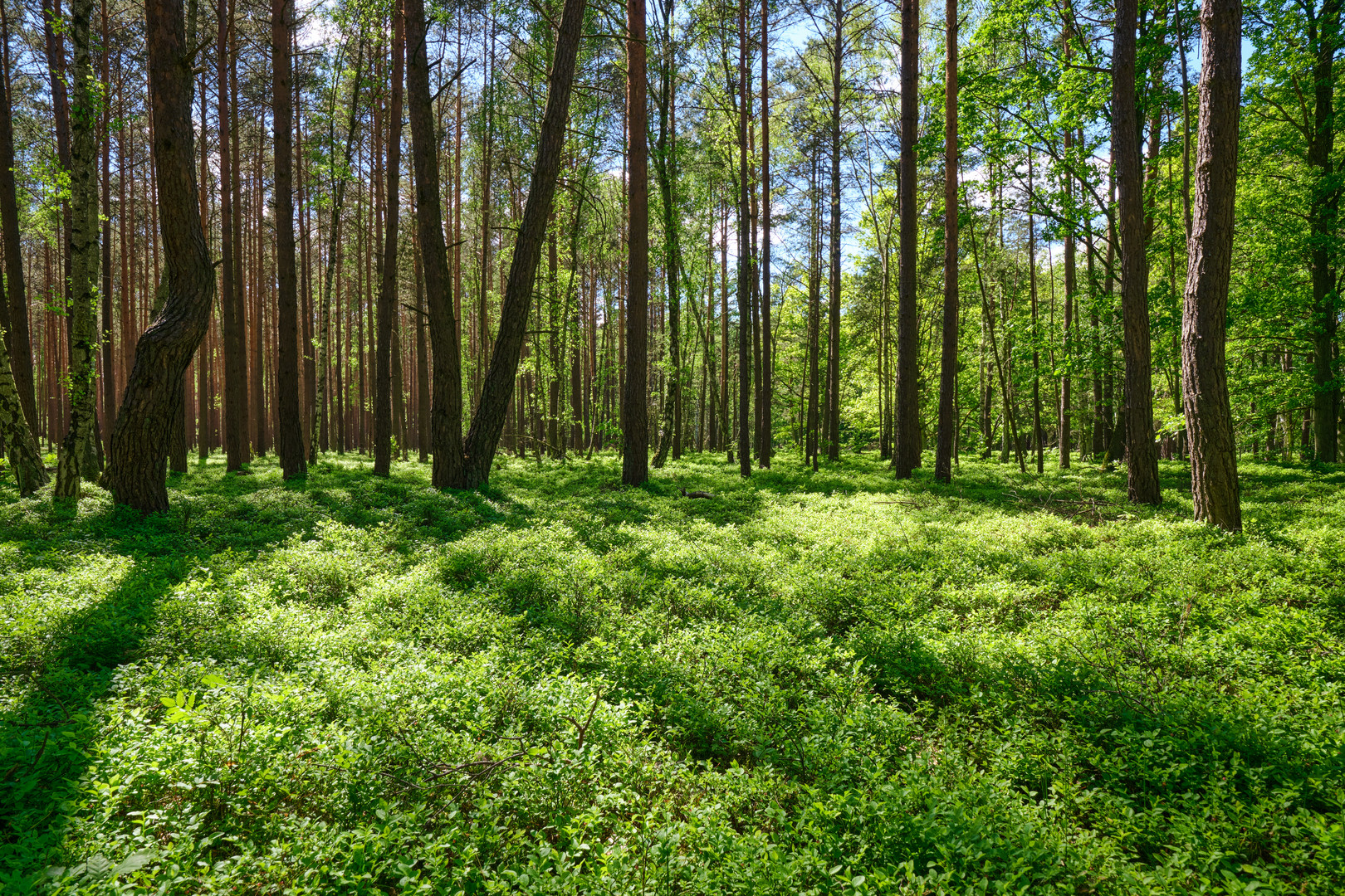 Wald-Heidelbeeren Schorfheide