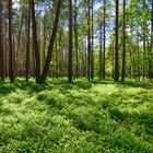 Wald-Heidelbeeren Schorfheide