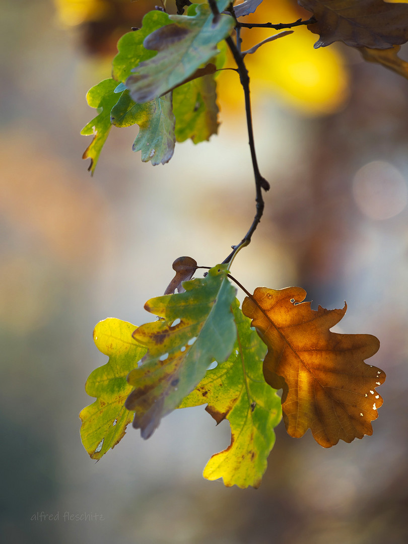 Wald Herbst 2021 001