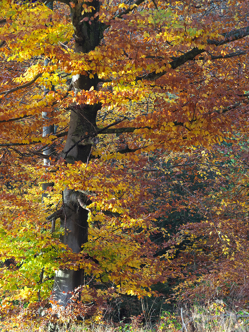 Wald Herbst 2021 002